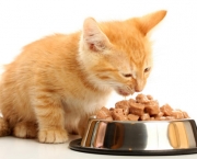 Alimentos Para Gatos e Cães (8)